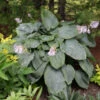 Shadowland® 'Empress Wu' Hosta -Great Garden Plants a02778802d31f95ab9aefbf8c71b51ad