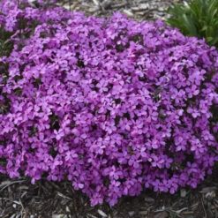 'Magenta Sprite' Hybrid Spring Phlox -Great Garden Plants a3a561a4ec62518a5b11e34186cf3056