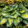 'Brother Stefan' Hosta 2 'Brother Stefan' Hosta -Great Garden Plants a5a4a732197bfea6bd1c3ee87e4f5c81