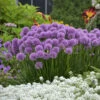 'Millenium' Allium -Great Garden Plants aa0abf0cb08808486b6a869ba0e8e3c6