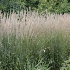 'Karl Foerster' Feather Reed Grass 10 'Karl Foerster' Feather Reed Grass -Great Garden Plants ab49f9ad0a0821b841814629f0f7bb0a