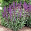 'Caradonna' Salvia -Great Garden Plants ab97990e525975b313fe8854d873d3a4