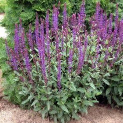 'Caradonna' Salvia