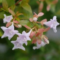 Funshine® Abelia -Great Garden Plants abelia funshine 2 P sw