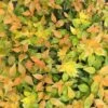 Funshine® Abelia -Great Garden Plants abelia funshine 4 P sw