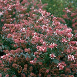 Ruby Anniversary® Abelia -Great Garden Plants abelia ruby anniversary 4 P