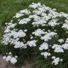 'Firefly Diamond' Yarrow -Great Garden Plants achillea firefly diamond yarrow 1 sw
