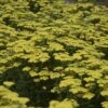 'Firefly Sunshine' Yarrow