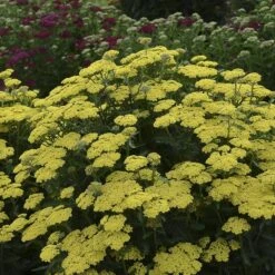'Firefly Sunshine' Yarrow -Great Garden Plants achillea firefly sunshine yarrow 2 sw