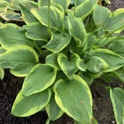 Shadowland® 'Lone Star' Hosta -Great Garden Plants adf534505a6fa203ffe8e4351850b130