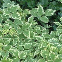 Variegated Bishop's Weed -Great Garden Plants aegopodium variegatum bishops weed 2 sw