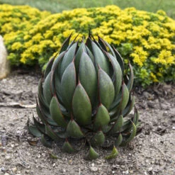 Mad About Mangave® 'Praying Hands' Mangave -Great Garden Plants afbb6542cb79ae203ddfc72e4d86b703