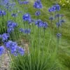 'Galaxy Blue' Lily-of-the-Nile -Great Garden Plants agapanthus galaxy blue lily of the nile 1 sw