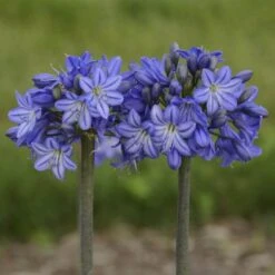'Galaxy Blue' Lily-of-the-Nile -Great Garden Plants agapanthus galaxy blue lily of the nile 2 sw