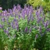 'Blue Boa' Hummingbird Mint 2 'Blue Boa' Hummingbird Mint -Great Garden Plants agastache blue boa 1 5db46072 3e94 4154 9b1e 77a9784b8e4f sw