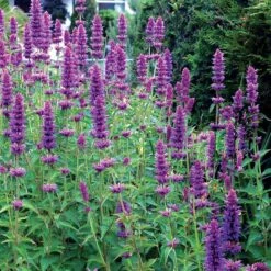 'Blue Boa' Hummingbird Mint 9 'Blue Boa' Hummingbird Mint -Great Garden Plants agastache blue boa 4 b931e810 6f31 48ec a96b ffabeb9ae4c4 sw