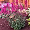 'Morello' Hummingbird Mint -Great Garden Plants agastache morello 1 P