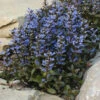 'Chocolate Chip' Bugleweed -Great Garden Plants ajuga chocolate chip bugleweed 1