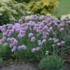 'Blue Eddy' Allium 1 'Blue Eddy' Allium -Great Garden Plants allium senescens blue eddy 1 sw