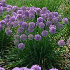 'Serendipity' Allium 10 'Serendipity' Allium -Great Garden Plants allium serendipity german garlic 1 P
