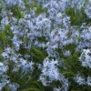 Threadleaf Bluestar -Great Garden Plants amsonia hubrichtii bluestar 1