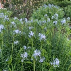 Threadleaf Bluestar 14 Threadleaf Bluestar -Great Garden Plants amsonia hubrichtii bluestar 10