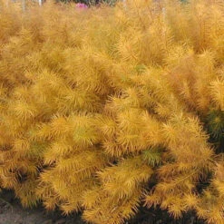 Threadleaf Bluestar 15 Threadleaf Bluestar -Great Garden Plants amsonia hubrichtii bluestar 2