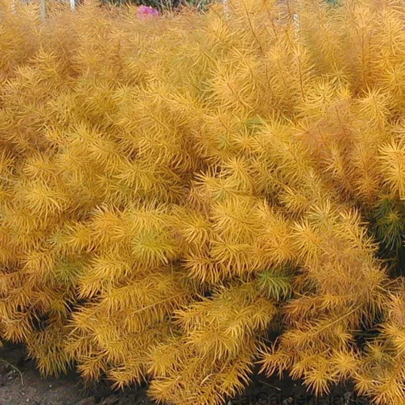 Threadleaf Bluestar 9 Threadleaf Bluestar - Image 7