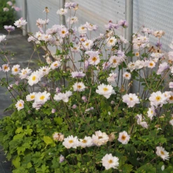 Frilly Knickers™ Japanese Anemone -Great Garden Plants ane frilly knickers 0003