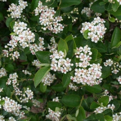 Low Scape Hedger® Aronia 14 Low Scape Hedger® Aronia -Great Garden Plants aronia low scape hedger 1 P