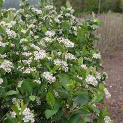 Low Scape Hedger® Aronia 11 Low Scape Hedger® Aronia -Great Garden Plants aronia low scape hedger 2 P