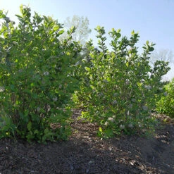Low Scape Hedger® Aronia 15 Low Scape Hedger® Aronia -Great Garden Plants aronia low scape hedger 5 P