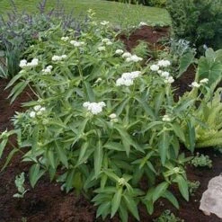 'Ice Ballet' Swamp Milkweed -Great Garden Plants asclepias incarnata ice ballet 2