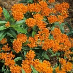 Orange Milkweed -Great Garden Plants asclepias tuberosa butterfly weed 2