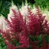 Red Astilbe -Great Garden Plants astilbe fanal red false spirea 1