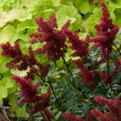 Red Astilbe -Great Garden Plants astilbe fanal red false spirea 3