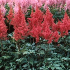 Red Astilbe -Great Garden Plants astilbe fanal red false spirea 4