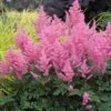 Pink Astilbe -Great Garden Plants astilbe pink 1
