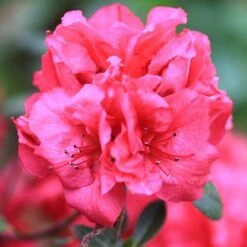 Bloom-A-Thon® Red Reblooming Azalea -Great Garden Plants azalea bloom a thon red 2 P a3a650ef 60b6 43d6 8922 c6627ee661cd sw