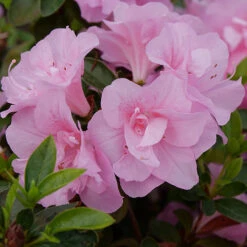 Perfecto Mundo® Double Pink Reblooming Azalea -Great Garden Plants azalea perfecto mundo double pink 2 P