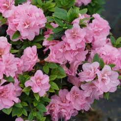 Perfecto Mundo® Double Pink Reblooming Azalea -Great Garden Plants azalea perfecto mundo double pink 3 P