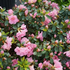 Perfecto Mundo® Double Pink Reblooming Azalea -Great Garden Plants azalea perfecto mundo double pink 4 P