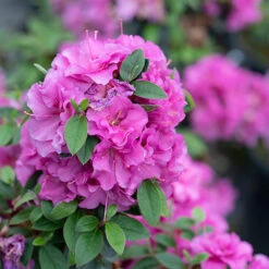 Perfecto Mundo® Double Purple Reblooming Azalea -Great Garden Plants azalea perfecto mundo double purple 3 P