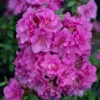 Perfecto Mundo® Double Purple Reblooming Azalea