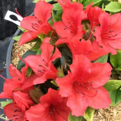 Perfecto Mundo® Orange Reblooming Azalea 12 Perfecto Mundo® Orange Reblooming Azalea -Great Garden Plants azalea perfecto mundo orange 1