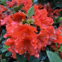 Perfecto Mundo® Orange Reblooming Azalea 10 Perfecto Mundo® Orange Reblooming Azalea -Great Garden Plants azalea perfecto mundo orange 4