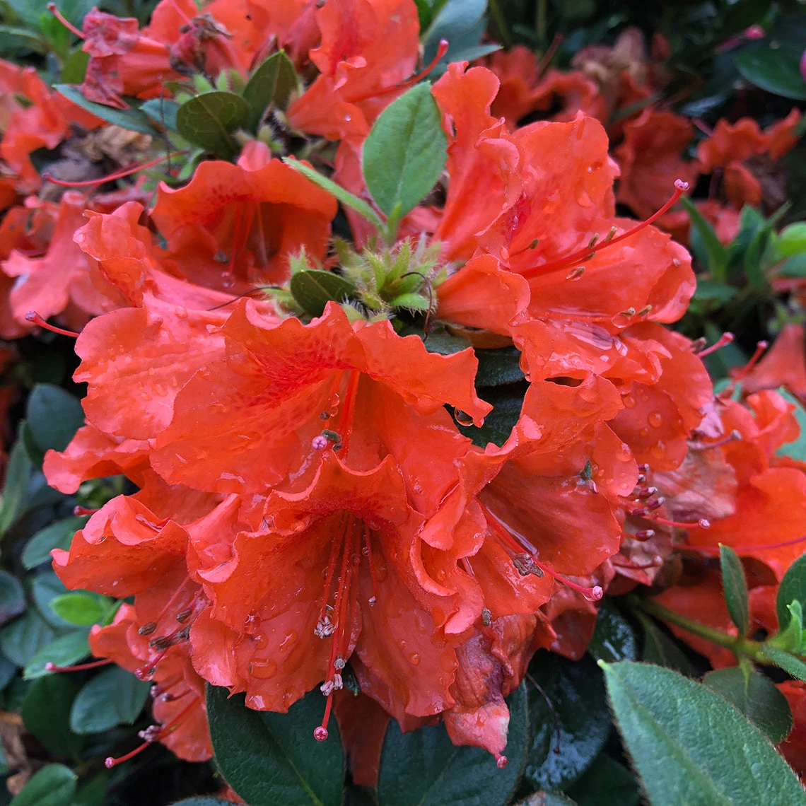 Perfecto Mundo® Orange Reblooming Azalea 5 Perfecto Mundo® Orange Reblooming Azalea - Image 3