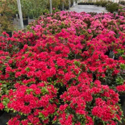 Perfecto Mundo® Red Reblooming Azalea -Great Garden Plants azalea perfecto mundo red 1