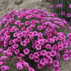 'Paint The Town Fancy' Dianthus -Great Garden Plants b1150cc6e8b059233027611e8adf4cc3