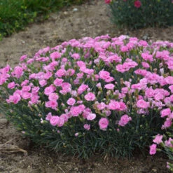 Fruit Punch® 'Sweetie Pie' Dianthus -Great Garden Plants b2ff3b4a4c307009ef924898fb901c8d
